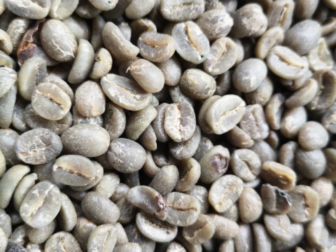 Green coffee beans shot up close, showing the centre cut of each bean