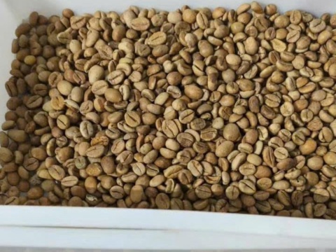Cà phê nhân xanh vàng nhạt trong khay nhựa trắng