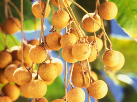 Chùm nhãn tươi chín vàng nâu treo trên cành