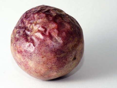 A whole wrinkled purple passion fruit on a white background
