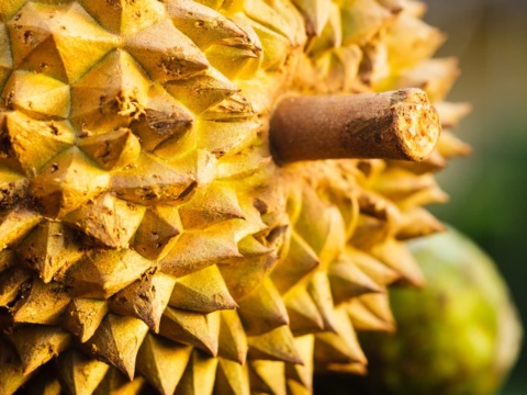 Close-up of a durian stem and yellow spikes
