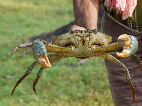 A live mud crab with blue and orange claws raised toward the camera