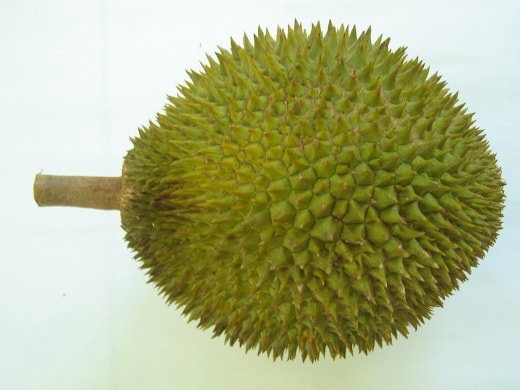 Sầu riêng nguyên trái còn cuống, vỏ xanh, gai hình chóp, chụp trên nền sáng