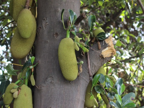Young jackfruits growing on a trunk among leaves